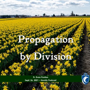 Propagation by Division (Fr. Evan Ponton, 9/26/2021)