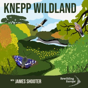 #7 Knepp Wildland - England 🏴󠁧󠁢󠁥󠁮󠁧󠁿