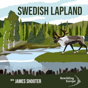 #18 Swedish Lapland - Sweden 🇸🇪