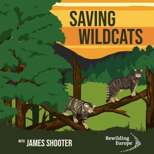 #16 Saving Wildcats - Scotland 🏴󠁧󠁢󠁳󠁣󠁴󠁿