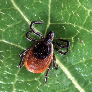 Tick Talk- Lyme and other tickborne illnesses with Dr. Jeff Holmes