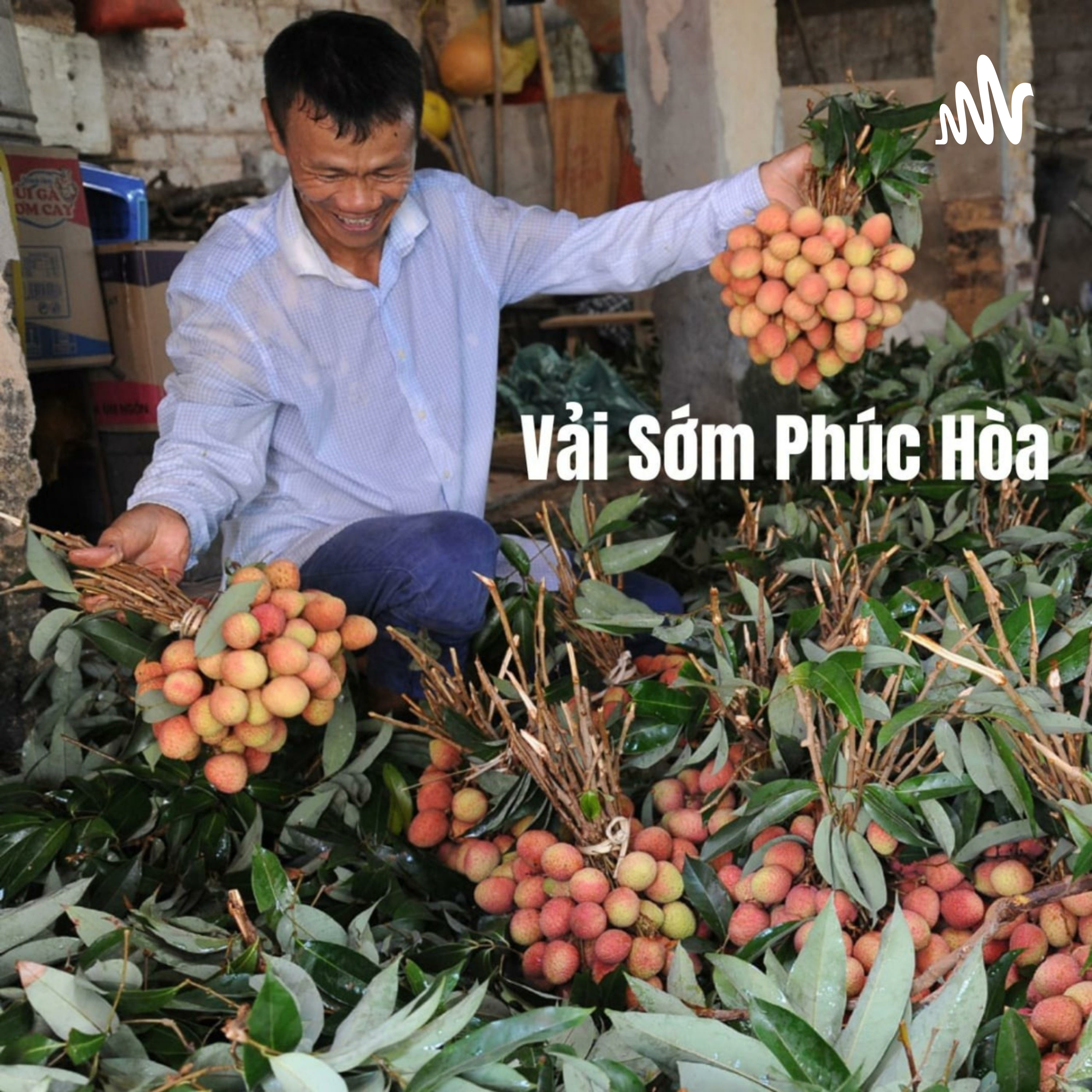 Vải sớm Phúc Hòa được mùa, nông dân phấn khởi - VaisomPhucHoa