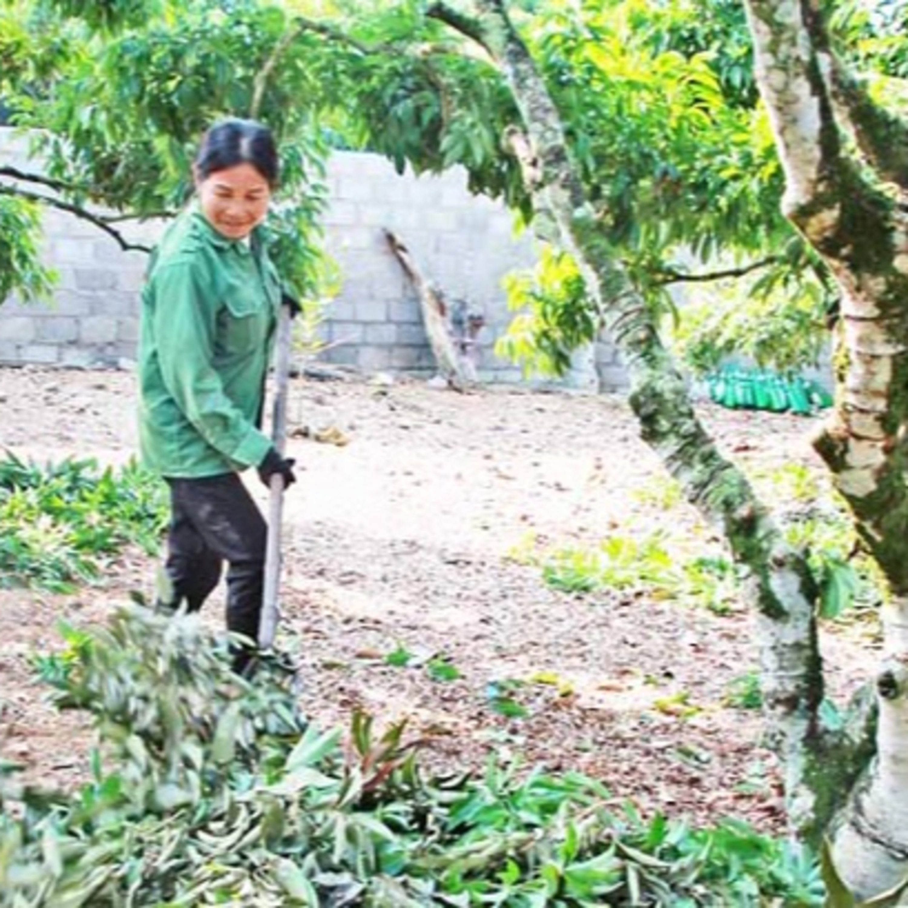 Hướng dẫn kỹ thuật chăm sóc vải thiều sau thu hoạch