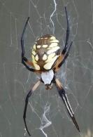 Blog: Who's Afraid of a Big Bad Spider by Judy Carroll