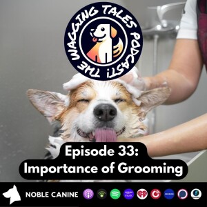 Ep 33 WHY IT IS ESSENTIAL TO GROOM YOUR DOG 🐕