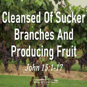 Cleansed Of Sucker Branches And Producing Fruit
