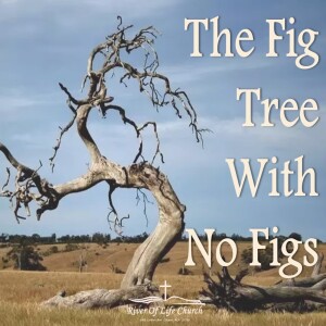 The Fig Tree With No Figs