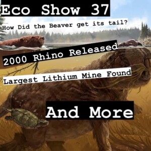 How Beaver Get Its Tail, Biggest Lithium Mine Found, 2000 Rhino Released, and More | Eco Show 37