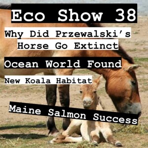 Why Did Przewalski’s Horse Go Extinct, New Koala Habitat, Ocean Planet Found, Atlantic Salmon Success | Eco Show 38