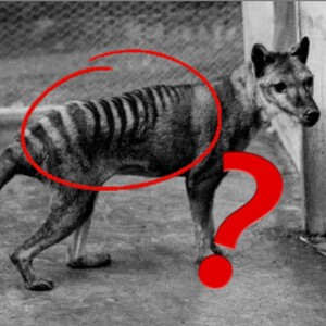 How Did the Tasmanian Tiger Get Its Stripes? | Eco Show 39