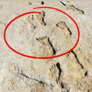 How Old are the Oldest Footprints in North America, and More | Eco Show 41