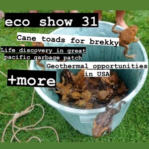 Cane toad origins, butterfly adaptations, life in the garbage patch, and more | eco show 31