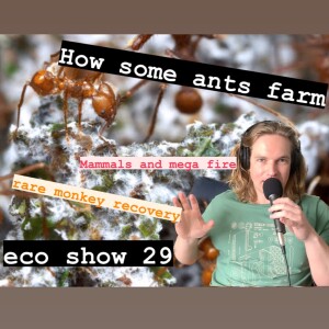 How ants farm, mammal responses to mega fires, reforestation challenges in Columbia | eco show 29