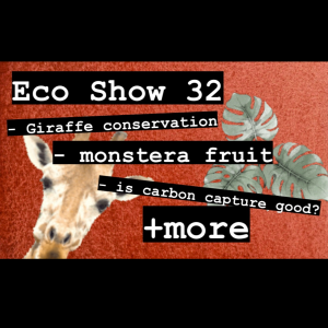 Monstera fruit, lawn problems, carbon capture issues | eco show 32