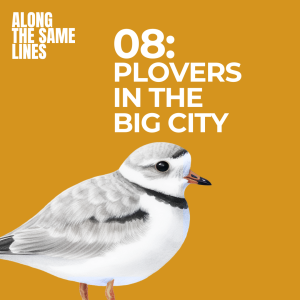 EP08: Plovers in the Big City