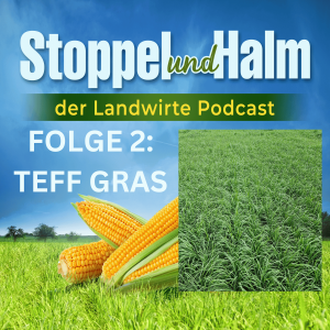 Folge 2 - mit Teff-Gras auf trockenen Standorten ertragreich ernten und aktuelle Landwirte News aus KW 7