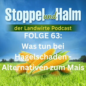 Folge 63: Hagelschlag im Mais - was kann man jetzt noch tun?