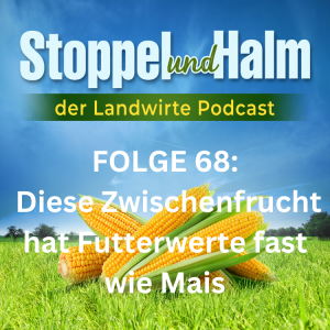 Folge 68: Futterwerte von Zwischenfruchtmischung so gut wie Mais?