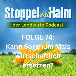 Folge 74: Sorghum - wir haben es auch lange Zeit falsch angebaut!