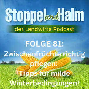 Folge 81: Wie pflegt man Zwischenfrüchte richtig bei mildem Winterwetter?