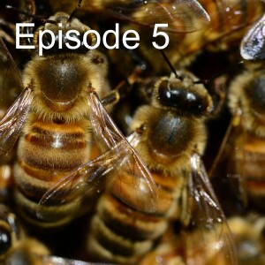 Dance of the Bees - Ambient track - Episode 5