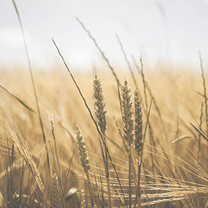 Scattering the Grains