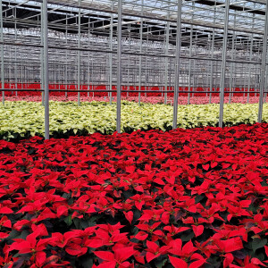 Ep.48 - Why N.G. Heimos’ Recent Acquisition Offers Promise for the Future