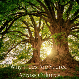 Why Trees are Sacred Across Cultures