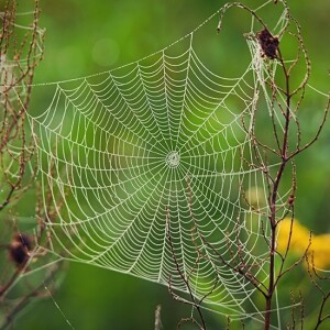 Edderkoppens fine spind