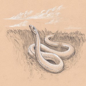 Episode 3 - Snakes