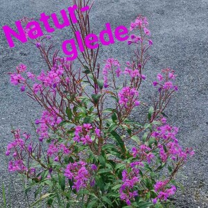 Naturglede