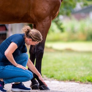 Paardenprofessionals powered by Hoefslag "Gevolgen van blessures"