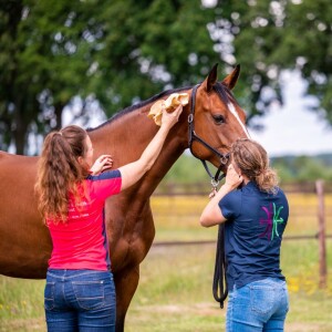 Paardenprofessionals powered by Hoefslag ”Weet wat je traint”