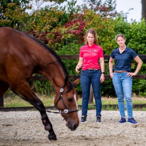Paardenprofessionals powered by Hoefslag ’Stress herkennen bij je paard’