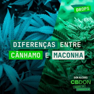 Diferenças entre cânhamo e maconha.