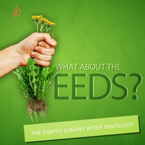 Bible Study: What About the Weeds?