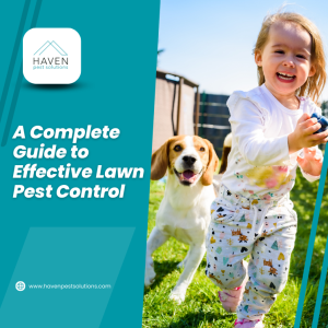 A Complete Guide to Effective Lawn Pest Control