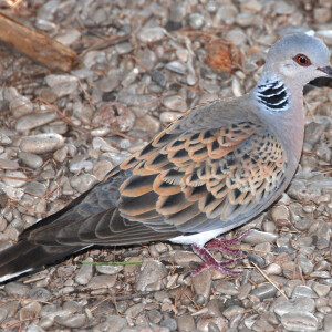 Urracas tórtolas Palomas,palomas torcaces Mirlos y grillos MADRID Espana SPAIN EUROPE