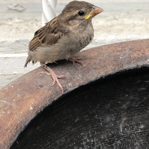 Pájaros gorriones,tórtola y gorriones