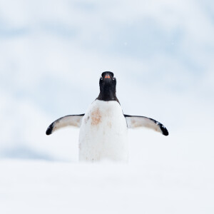 329: Let’s Go to Antarctica with Marc Muench and Richard Bernabe