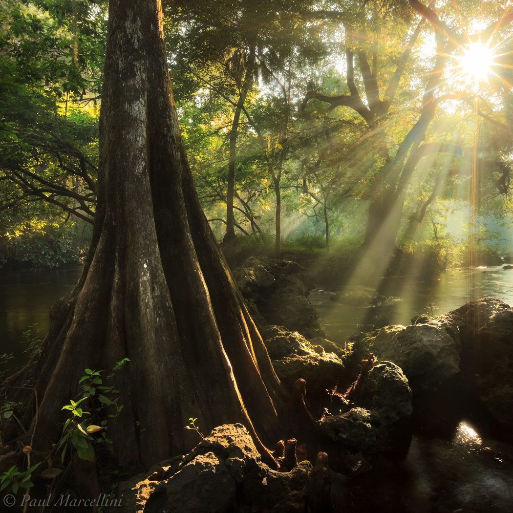 Paul Marcellini - Landscape Photography in the Florida Everglades