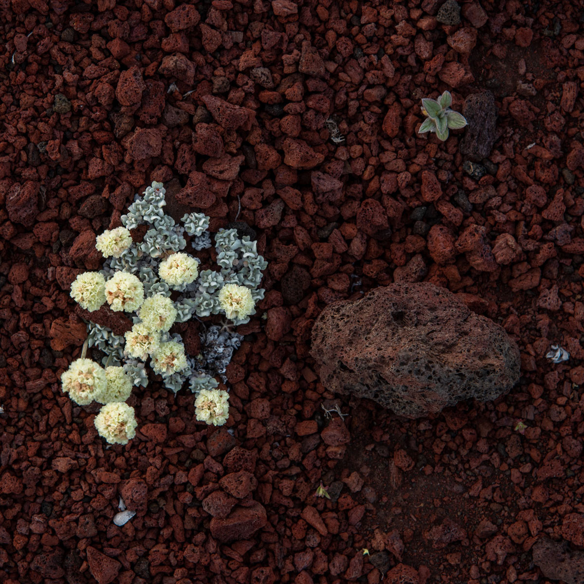 David Hunter - Craters of the Moon National Monument