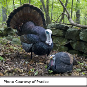 213P - 3 Random Turkey Hunting Topics