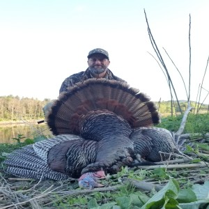257P - A Textbook New Hampshire Turkey Hunt