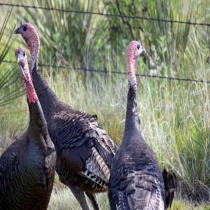 151P - How a Wild Turkey Hen Chooses a Mate with Rich Buchholz