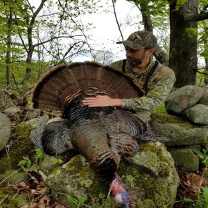 251P - A Vermont Turkey Hunt