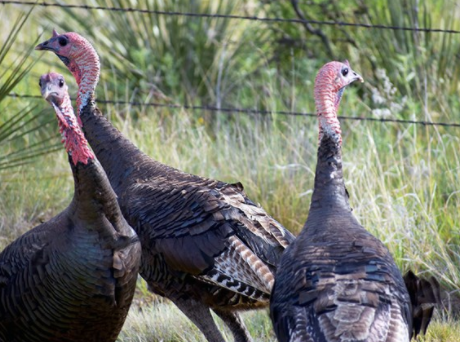 179F - Week 2 Recap of Alabama 2018 Turkey Season