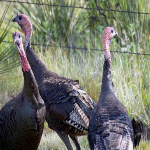 187P - Minnesota Turkey Hunt