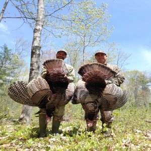 247P - Mainely Turkeys