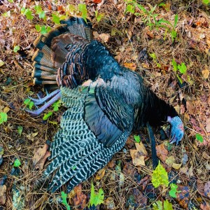 259P - The Story of a Successful Fall Turkey Hunt